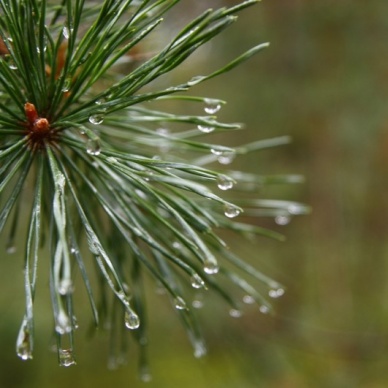 Омельян пришел, грибов-ягод нашел