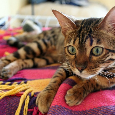 Ученые выяснили, почему кошки обладают вертикальными зрачками