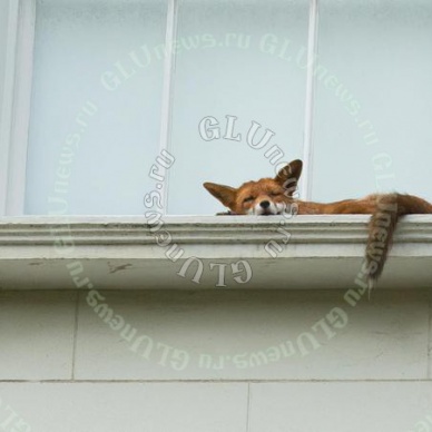 Спящая на подоконнике лиса удивила прохожих