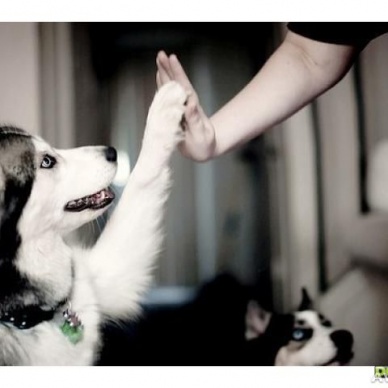 В Тюмени состоится «Лапа дружбы»