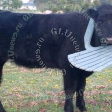 Пожарные спасли корову, застрявшую в пластиковом стуле