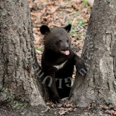 Посетителей парка в Китае эвакуировали из-за российского медвежонка