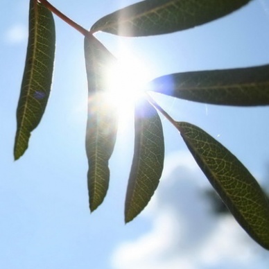 Ясная погода месяц продержится