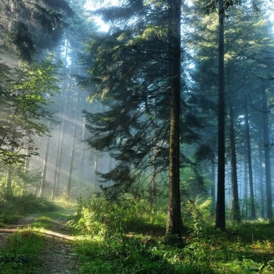 Россия оказалась на первом месте по числу деревьев на планете