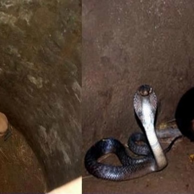 Когда щенки упали в яму с коброй, все были готовы к худшему... Но финал оказался непредсказуемым!