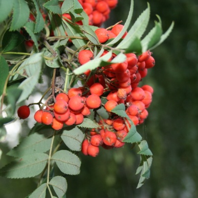 По народному календарю – день Анфисы и двух Пименов