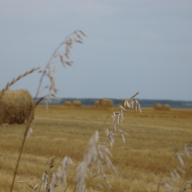 Красно поле снопами, а гумно — скирдами