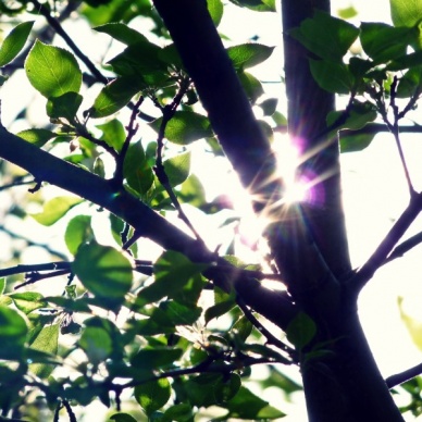 В Тюмени создадут дерево «Мир во всем мире»