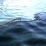 В Сургуте обнаружен очередной разлив нефти