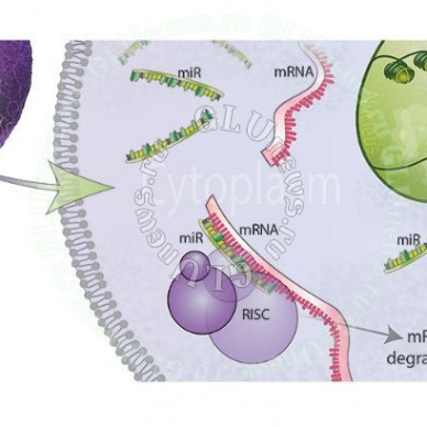 Мужчины передают реакцию на стресс по наследству