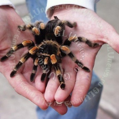 В США самолет не смог покинуть аэропорт из-за паука