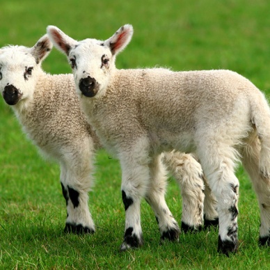 В Китае построят крупнейшую в мире фабрику клонов