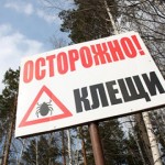 Акарицидная обработка не помогла, в Тюменской области опять активизировались клещи