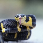 Змеи покусали уже 8 тоболяков