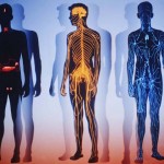 10 фактов о человеческом организме