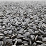 Россия запретила украинские семечки