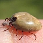 За неделю 323 жителя Тюменской области пострадали от укусов клещами