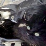 Спасатели просят АвтоВАЗ изменить конструкцию Kalina из-за кошек