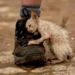 «Потеряшки» ждут помощи от любителей животных