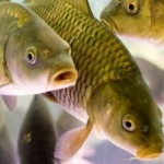 Правительство РФ утвердило правила определения границ рыбоводных участков