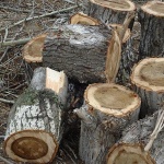 Работник лесосеки незаконно вырубил деревья на 1 млн рублей