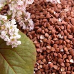 В России могут выпустить запасы гречки из госрезерва из-за того, что она резко подорожала