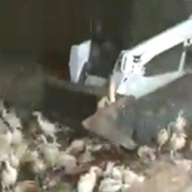 На обанкротившейся птицеферме раздавили индеек бульдозером